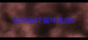如何治疗猫咪发烧