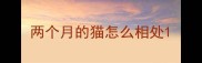 两个月的猫怎么相处
