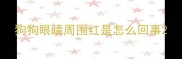 狗狗眼睛周围红是怎么回事