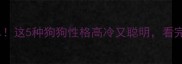 哈士奇平替清单这5种狗狗性格高冷又聪明看完再养不踩雷