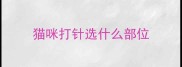 猫咪打针选什么部位