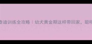 3-6个月泰迪训练全攻略幼犬黄金期这样带回家聪明又亲人