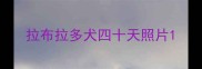 拉布拉多犬四十天照片