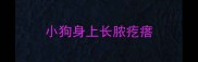 小狗身上长脓疙瘩