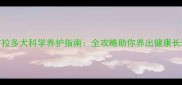 黑色拉布拉多犬科学养护指南全攻略助你养出健康长寿的毛孩