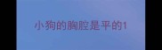 小狗的胸腔是平的
