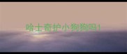 哈士奇护小狗狗吗