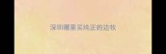 深圳哪里买纯正的边牧
