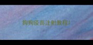 狗狗疫苗注射教程