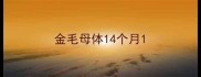 金毛母体14个月