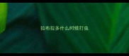 拉布拉多什么时候打虫