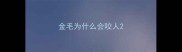 金毛为什么会咬人