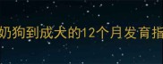 边牧成长全攻略从奶狗到成犬的12个月发育指南新手必看饲养干货