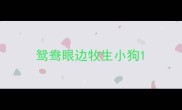 鸳鸯眼边牧生小狗