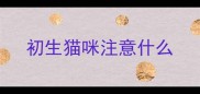初生猫咪注意什么