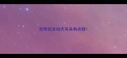 拉布拉多幼犬耳朵有点翘