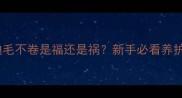 白色泰迪毛不卷是福还是祸新手必看养护指南