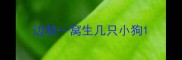 边牧一窝生几只小狗