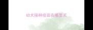 幼犬接种疫苗在哪里买