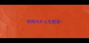 狗狗为什么生跳蚤