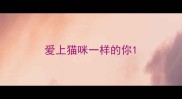 爱上猫咪一样的你