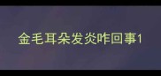 金毛耳朵发炎咋回事