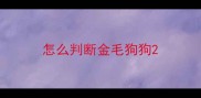 怎么判断金毛狗狗
