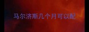 马尔济斯几个月可以配