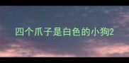 四个爪子是白色的小狗