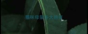 猫咪母猫多大绝育