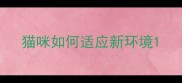 猫咪如何适应新环境