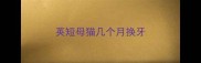 英短母猫几个月换牙