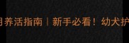 恶霸两个月养活指南新手必看幼犬护理全攻略