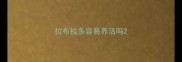 拉布拉多容易养活吗