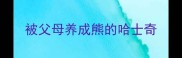 被父母养成熊的哈士奇