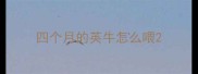 四个月的英牛怎么喂