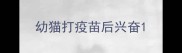 幼猫打疫苗后兴奋