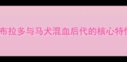 拉布拉多与马犬混血后代的核心特性