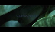 玩具泰迪幼犬50天发抖