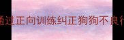 哈士奇拆家真相如何通过正向训练纠正狗狗不良行为附专业训练指南