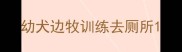 幼犬边牧训练去厕所