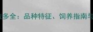 虎皮拉布拉多全品种特征饲养指南与市场行情
