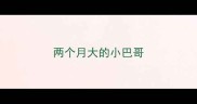 两个月大的小巴哥