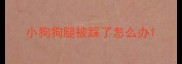 小狗狗腿被踩了怎么办