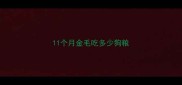 11个月金毛吃多少狗粮