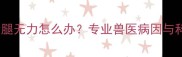 两个月大幼犬后腿无力怎么办专业兽医病因与科学护理全指南
