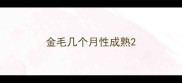 金毛几个月性成熟