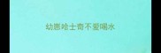 幼崽哈士奇不爱喝水