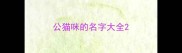 公猫咪的名字大全
