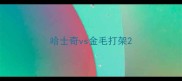 哈士奇vs金毛打架